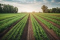 genetically modified crop field, with rows of crops in various stages of growth and development Royalty Free Stock Photo
