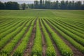 genetically modified crop field, with rows of crops in various stages of growth and development Royalty Free Stock Photo