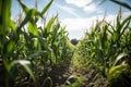 genetically modified crops growing in field farm Royalty Free Stock Photo