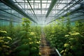 genetically modified crops growing in a high-tech greenhouse Royalty Free Stock Photo