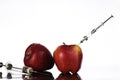 Genetically modified foods, apple pumped with chemicals Royalty Free Stock Photo