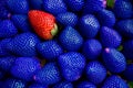 GENETICALLY MODIFIED FOODS GMO One red strawberry among many blue strawberries.