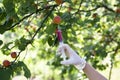 Genetically modified fruit