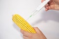 Genetically modified organism - corn Royalty Free Stock Photo