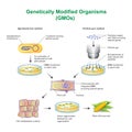 Genetically Modified Organisms GMOs