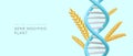 Genetically modified plant. 3D spikelet and DNA double helix. Intervention in flora genotype Royalty Free Stock Photo