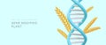 Genetically modified plant. 3D spikelet and DNA double helix. Intervention in flora genotype