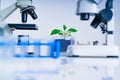 Genetically modified plant tested .Ecology laboratory exploring new methods of plant breeding