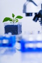 Genetically modified plant tested .Ecology laboratory exploring new methods of plant breeding