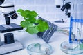 Genetically modified plant tested .Ecology laboratory exploring new methods of plant breeding