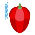 Genetically modified red bell pepper Royalty Free Stock Photo