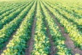 Genetically modified soybean in the field or GMO soybean