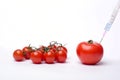 Genetically modified tomato - GMO
