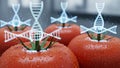 Genetically Modified Tomatoes with DNA Helix Royalty Free Stock Photo