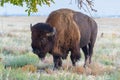 American Bison on the High Plains of Colorado Royalty Free Stock Photo