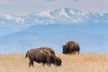 American Bison on the High Plains of Colorado Royalty Free Stock Photo