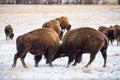 American Bison on the High Plains of Colorado. Bull Bison Jousting in a Snowy Field