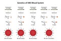 Genetics of ABO blood system.