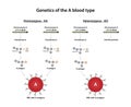 Genetics of the A blood type.