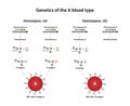 Genetics of the A blood type. Royalty Free Stock Photo