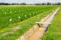 Genetics Rice Test Farm Royalty Free Stock Photo