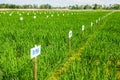 Genetics Rice Test Farm Royalty Free Stock Photo