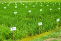 Genetics Rice Test Farm Royalty Free Stock Photo