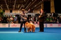 Handler presenting dog during World dog show. Geneva, Switzerland