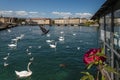 Geneva Rhone River with Swans and Seagulls