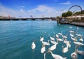 Geneva swans Geneve at Leman lake in Swiss