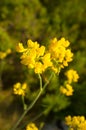 Genista Royalty Free Stock Photo