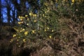 Genista Anglica Petty Whin, Needle Furze or Needle Whin in the park.