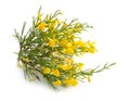 Genista corsica flowers isolated on white background Royalty Free Stock Photo