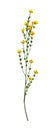 Genista Hispanica Flowers on White