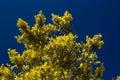 Genista microphylla