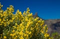 Genista microphylla