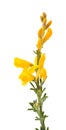 Genista microphylla