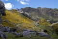 Genista occidentalis yellow flowers in the Somiedo national park Spain, Asturias