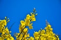 Genista scorpius, aliaga or gorse, bush with yellow flowers of the fabaceae family on blue background