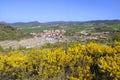 Genista scorpius in flower over the town of Salinas de AÃÂ±ana. Alava. Basque Country. Spain