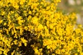 Genista Royalty Free Stock Photo