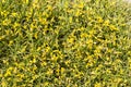 Genista, spiky shrub with yellow flowers Royalty Free Stock Photo