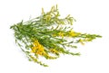 Genista tinctoria, the dyer`s greenweed or dyer`s broom. Isolated on white background Royalty Free Stock Photo