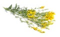 Genista tinctoria, dyer s greenweed or dyer`s broom. Isolated on Royalty Free Stock Photo