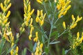 Genista tinctoria, dyer`s greenweed yellow flowers macro selective focus