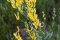 Genista tinctoria, dyer`s greenweed yellow flowers macro selective focus