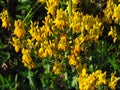 Genista tinctoria, english dyers greenweed or dyers broom, yellow blooming wild shrub, used for producing a yellow dye