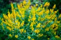 Genista tinctoria yellow flowers, abstract background with flowering plant Royalty Free Stock Photo