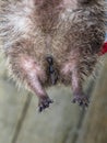 The genitalia of an adult female European Hedgehog, Erinaceus europaeus Royalty Free Stock Photo