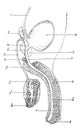 Genitourinary or Urogenital apparatus of man, vintage engraving